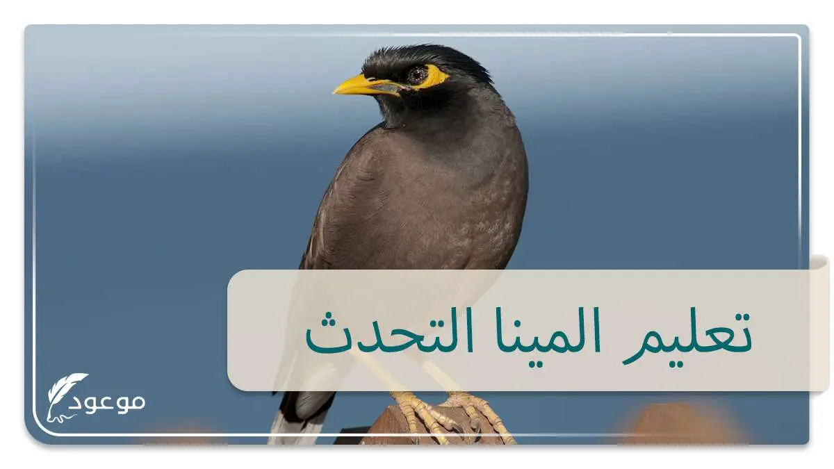 تعليم المينا التحدث