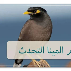 تعليم المينا التحدث